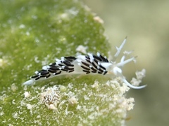 Learchis evelinae