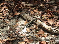 Pholidoscelis dorsalis