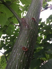 Acer capillipes