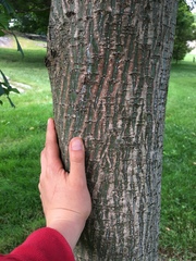 Acer capillipes