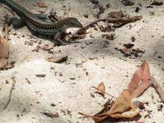 Pholidoscelis dorsalis