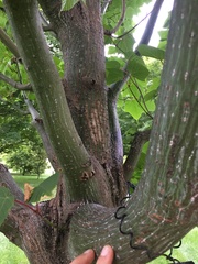 Acer capillipes