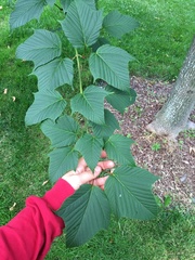 Acer capillipes