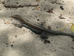 Pholidoscelis dorsalis