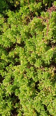 Threlkeldia diffusa
