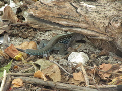 Pholidoscelis dorsalis