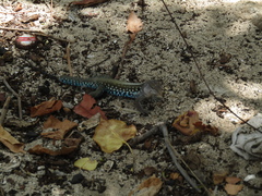 Pholidoscelis dorsalis