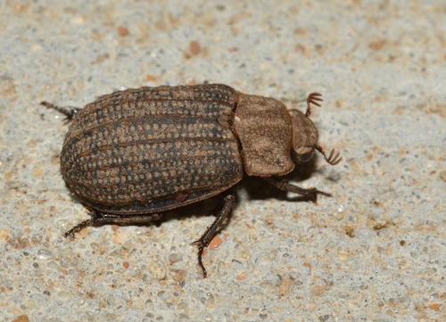 Trox unistriatus photo 3