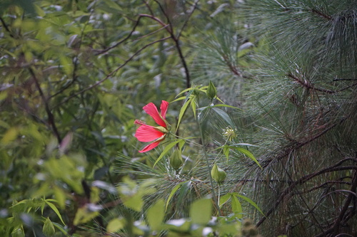 Hibiscus coccineus