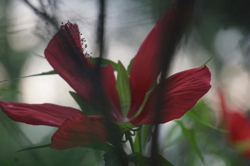 Hibiscus coccineus