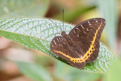 Lexias panopus