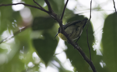 Aethopyga pulcherrima