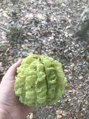 Carpotroche brasiliensis