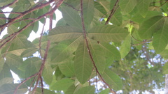 Carpotroche brasiliensis