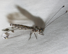 Ululodes quadripunctatus