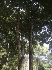 Carpotroche brasiliensis