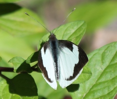 Leptophobia helena