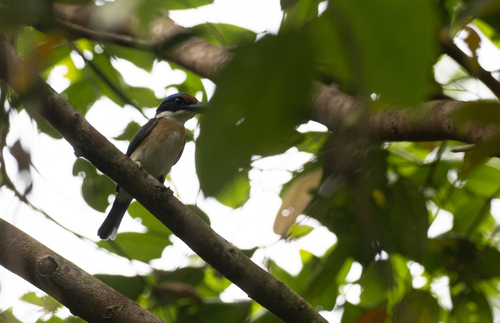 Rufous-lored Kingfisher (Todiramphus winchelli), photo 6