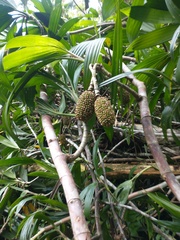 Thoracocarpus bissectus