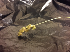 Carex bebbii