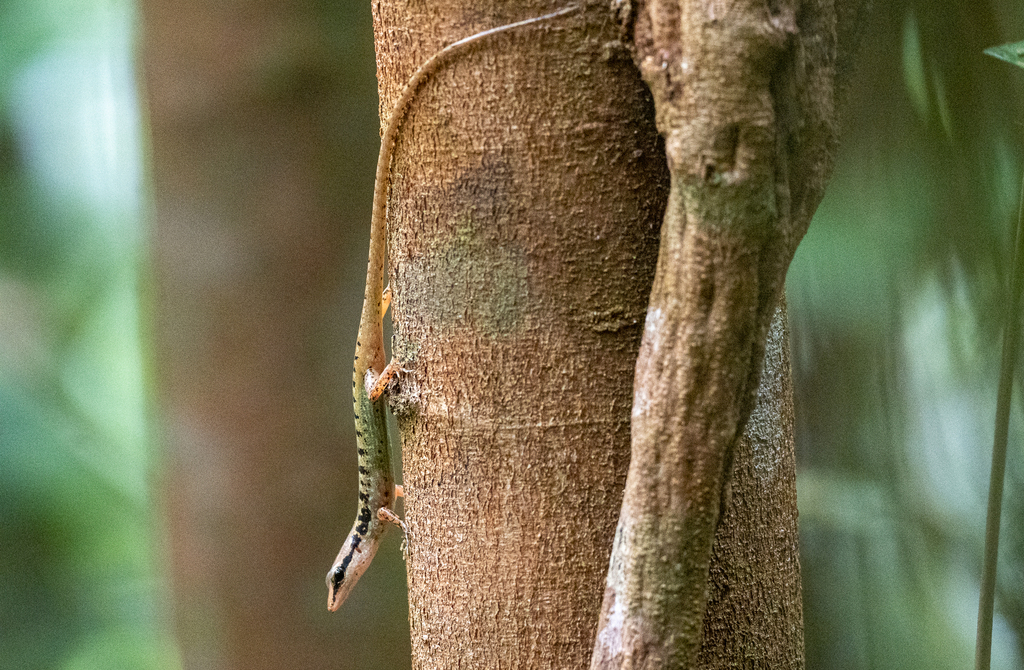 Semper's Tree Skink