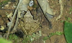 Platymantis corrugatus