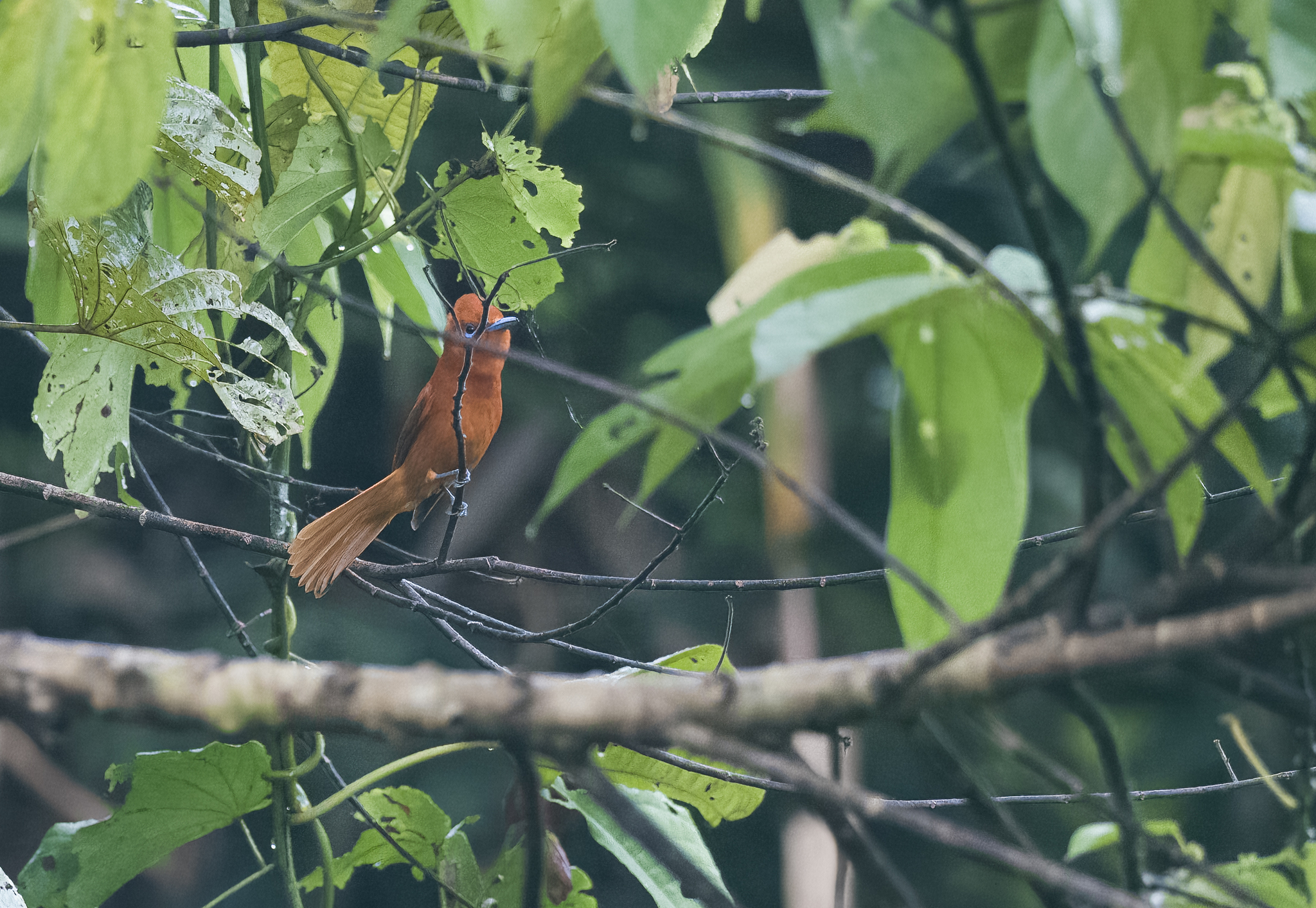 Rufous Paradise Flycatcher (Terpsiphone cinnamomea), photo 10