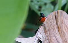 Leptocoma sperata