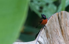 Leptocoma sperata
