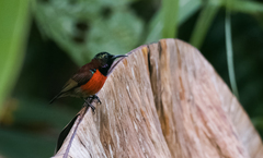 Leptocoma sperata