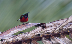 Leptocoma sperata