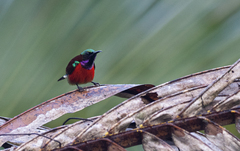 Leptocoma sperata