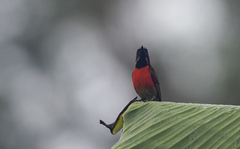 Leptocoma sperata