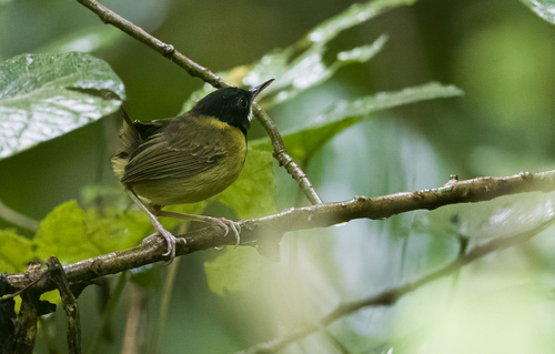 Yellow-breasted Tailorbird (Orthotomus samarensis), photo 1