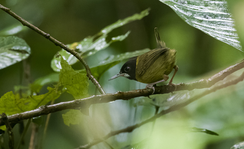 Yellow-breasted Tailorbird (Orthotomus samarensis), photo 2