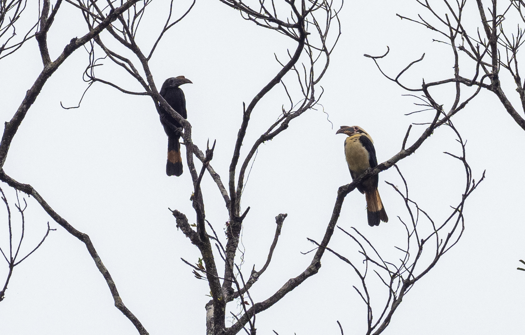 Samar Hornbill (Penelopides samarensis), photo 9