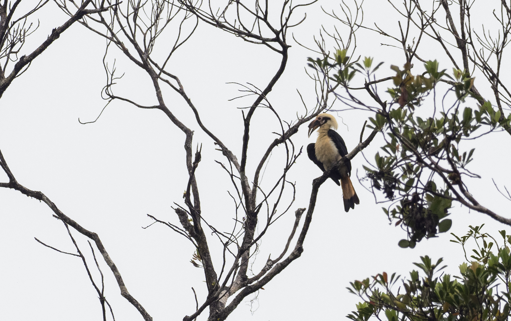 Samar Hornbill (Penelopides samarensis), photo 10