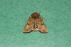 Meterana inchoata