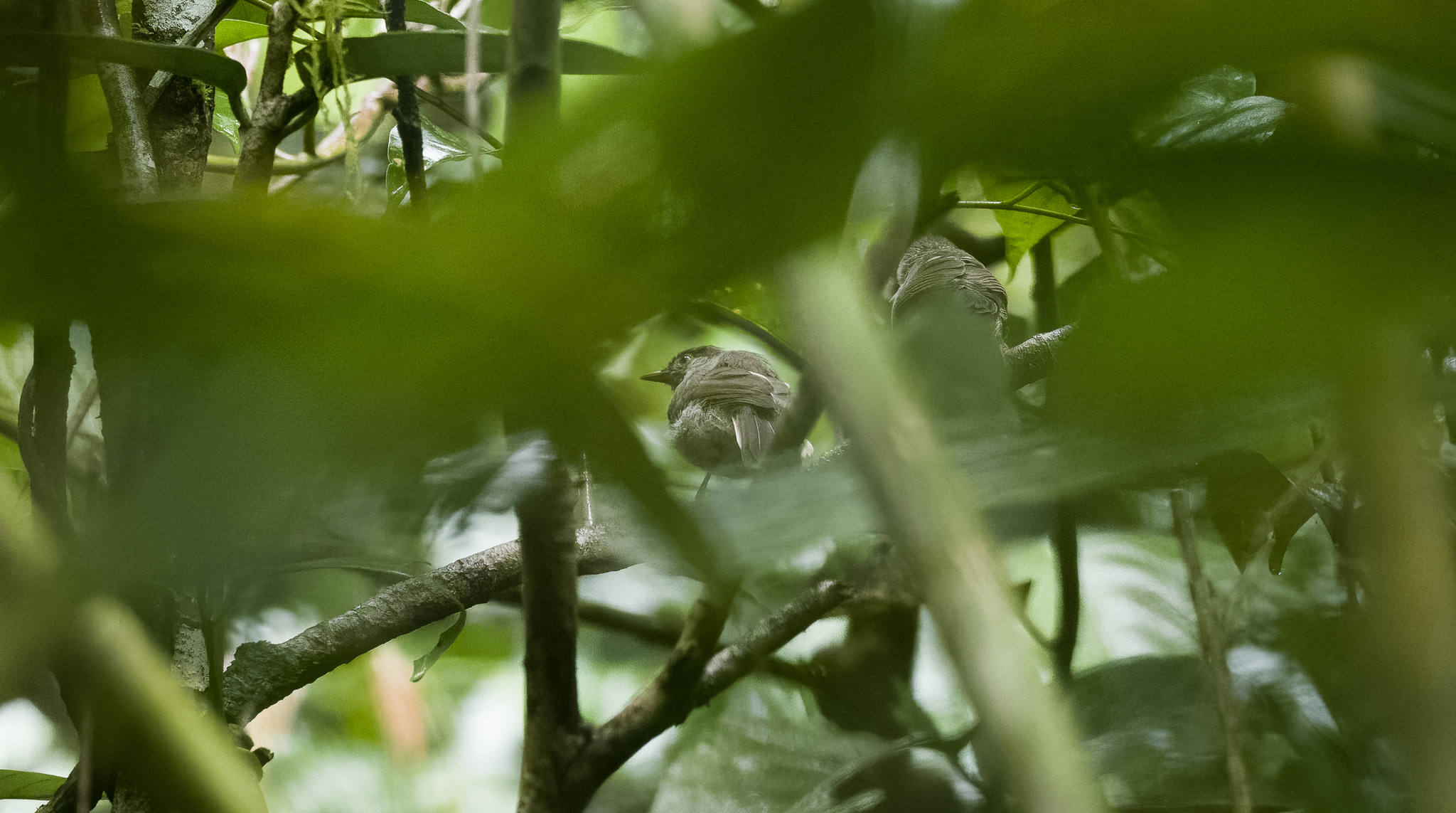 Visayan Babbler (Sterrhoptilus nigrocapitatus), photo 2