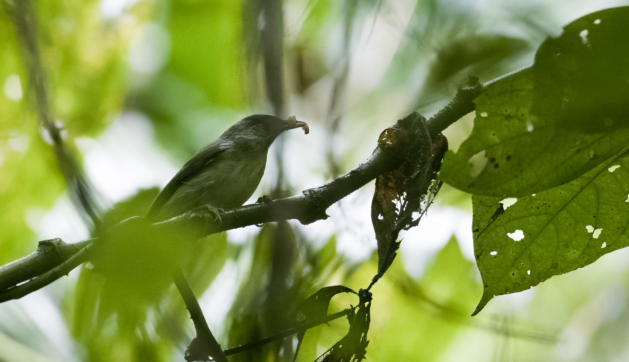 Visayan Babbler (Sterrhoptilus nigrocapitatus), photo 3