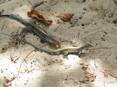 Pholidoscelis dorsalis