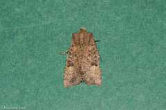 Meterana inchoata