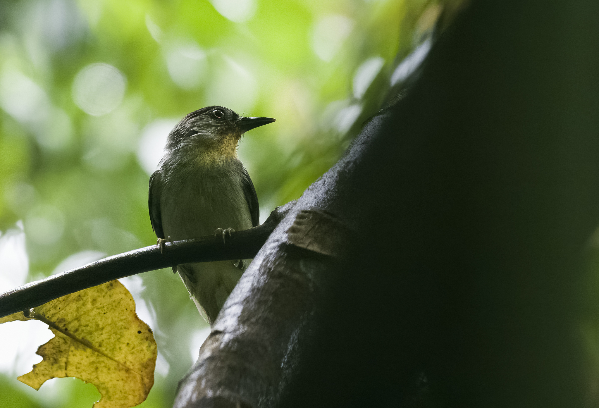 Visayan Babbler (Sterrhoptilus nigrocapitatus), photo 4