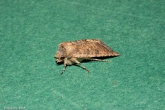 Meterana inchoata