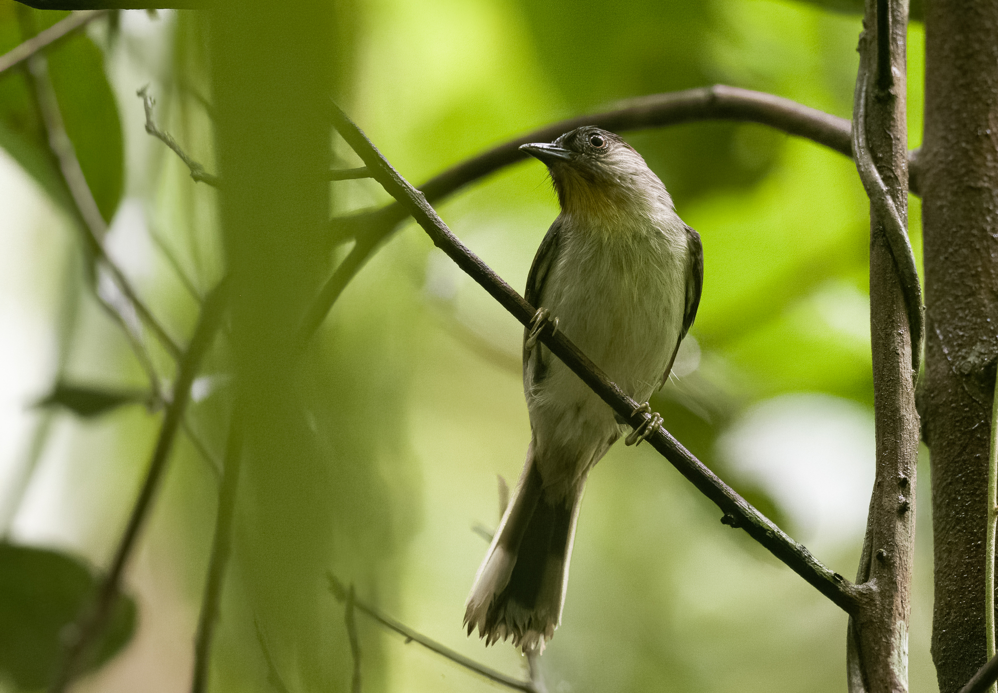 Visayan Babbler (Sterrhoptilus nigrocapitatus), photo 5