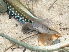 Pholidoscelis dorsalis