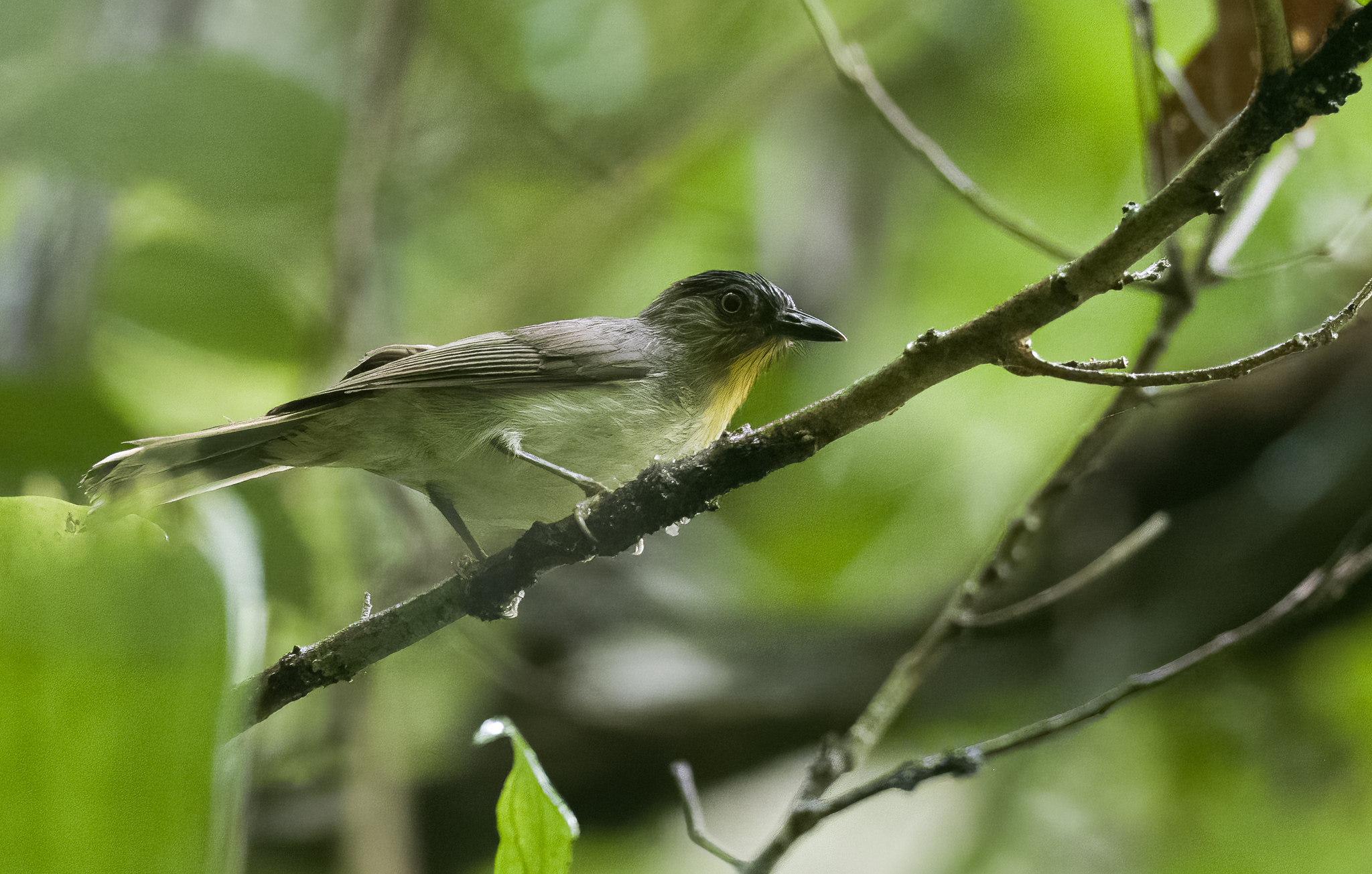 Visayan Babbler (Sterrhoptilus nigrocapitatus), photo 6