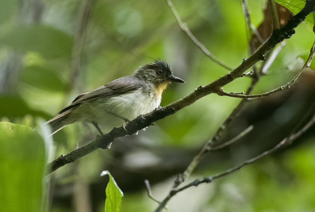 Black-Crowned Babbler