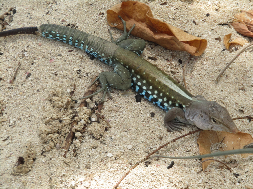 Jamaica Ameiva