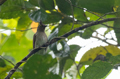 Yellow-wattled Bulbul (Microtarsus urostictus), photo 3